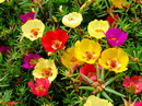 Portulaca Grandiflora